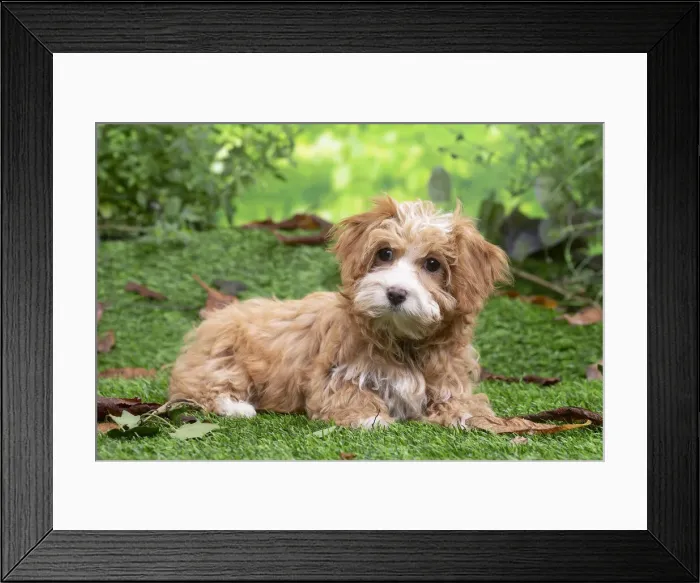 Framed Print : Bichon havannais Framed Print : Bichon havannais