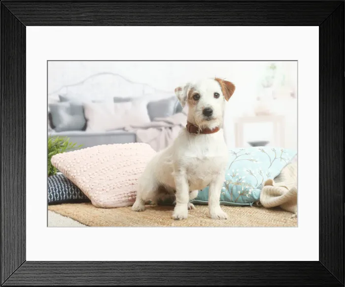 Framed Print : Jack Russell