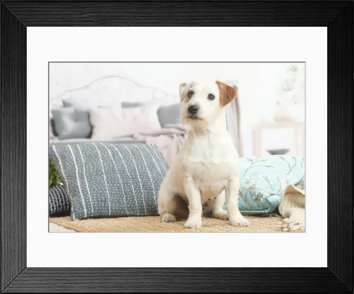 Framed Print : Jack Russell Framed Print : Jack Russell