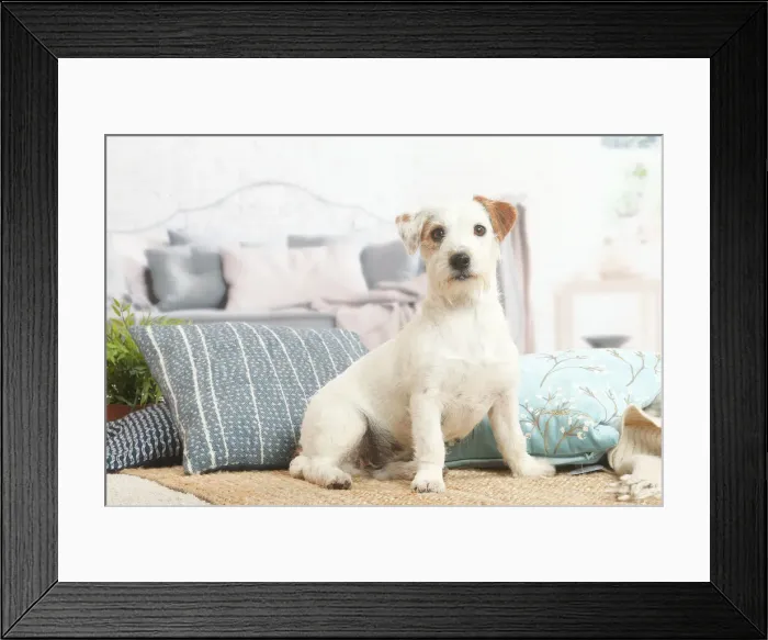 Framed Print : Jack Russell Framed Print : Jack Russell