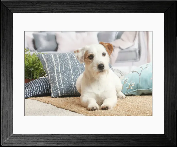 Framed Print : Jack Russell Framed Print : Jack Russell