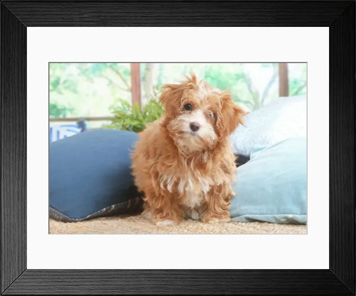 Framed Print : Bichon havanais Framed Print : Bichon havanais