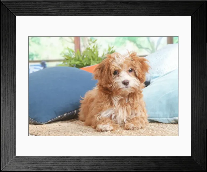 Framed Print : Bichon havanais Framed Print : Bichon havanais