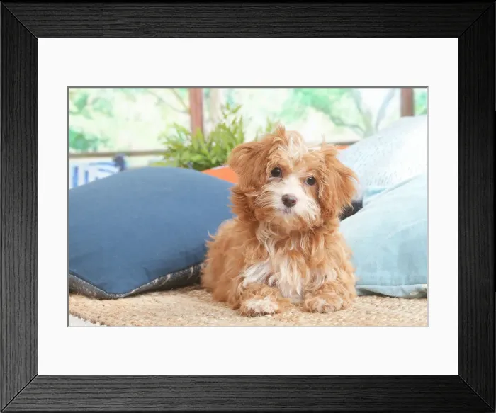 Framed Print : Bichon havanais Framed Print : Bichon havanais