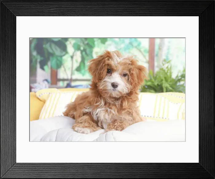 Framed Print : Bichon havanais Framed Print : Bichon havanais