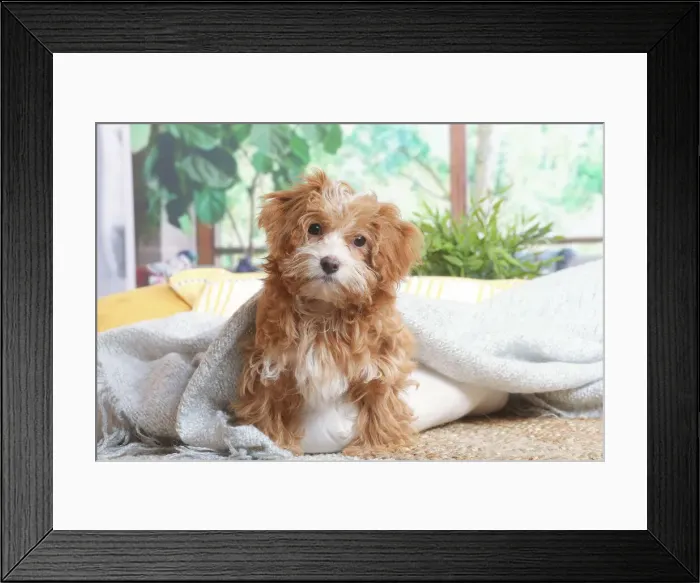Framed Print : Bichon havanais Framed Print : Bichon havanais