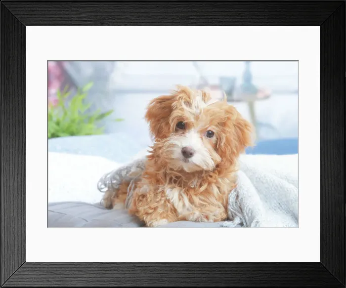 Framed Print : Bichon havanais Framed Print : Bichon havanais