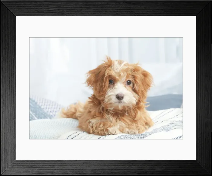 Framed Print : Bichon havanais Framed Print : Bichon havanais
