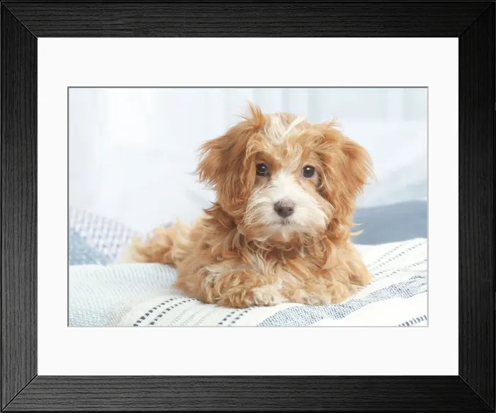Framed Print : Bichon havanais Framed Print : Bichon havanais