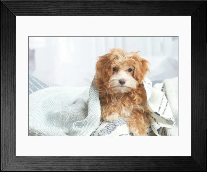 Framed Print : Bichon havanais Framed Print : Bichon havanais
