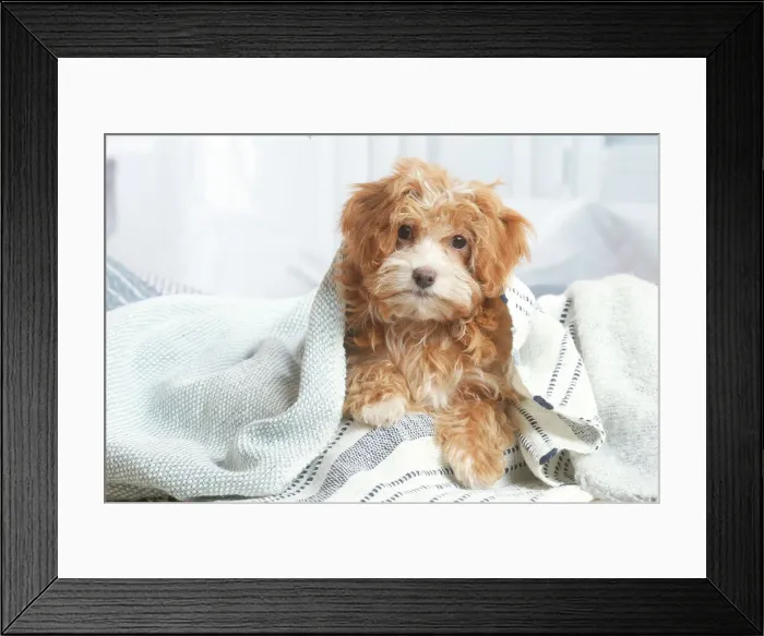 Framed Print : Bichon havanais Framed Print : Bichon havanais