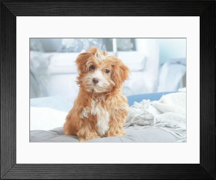 Framed Print : Bichon havanais Framed Print : Bichon havanais