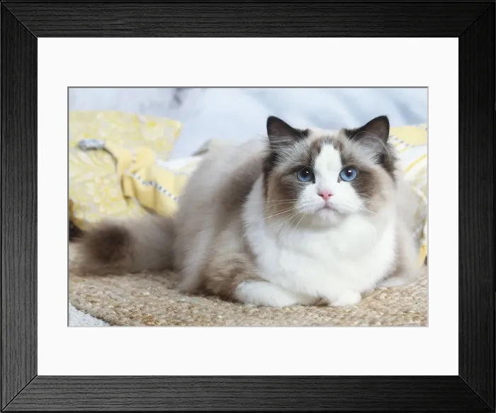 Framed Print : Ragdoll cat indoors