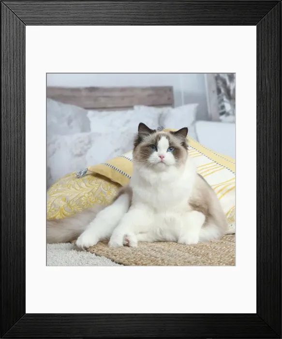 Framed Print : Ragdoll cat indoors Framed Print : Ragdoll cat indoors