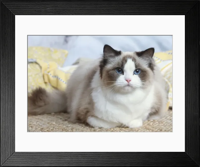 Framed Print : Ragdoll cat indoors Framed Print : Ragdoll cat indoors
