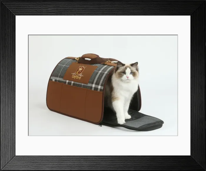 Framed Print : Ragdoll cat in a carrying box Framed Print : Ragdoll cat in a carrying box