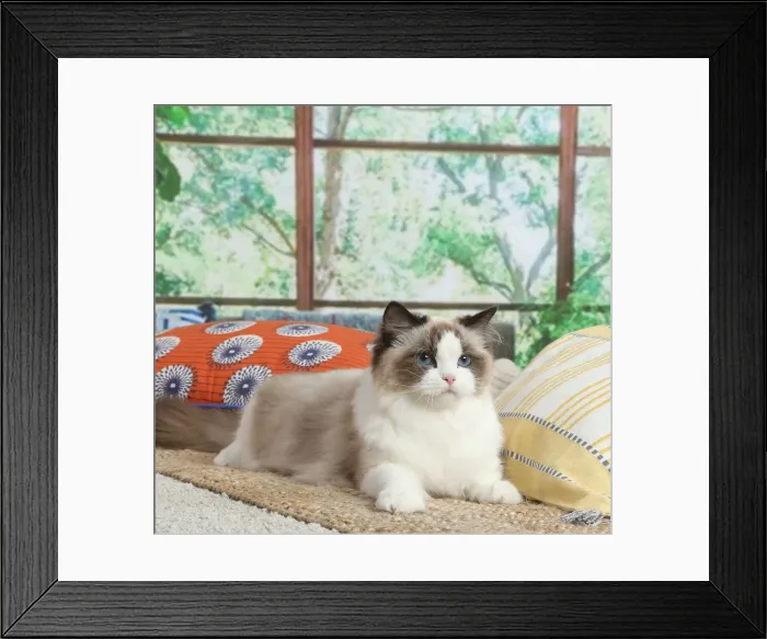 Framed Print : Ragdoll cat indoors Framed Print : Ragdoll cat indoors