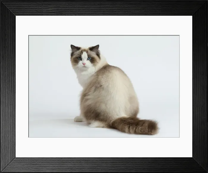 Framed Print : Ragdoll cat in the studio Framed Print : Ragdoll cat in the studio