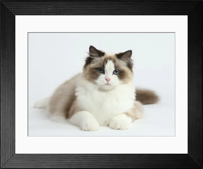 Framed Print : Ragdoll cat in the studio Framed Print : Ragdoll cat in the studio