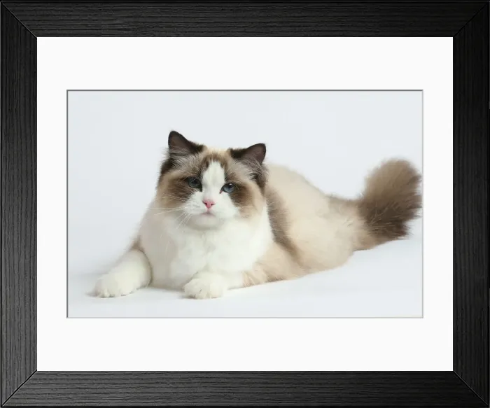Framed Print : Ragdoll cat in the studio Framed Print : Ragdoll cat in the studio