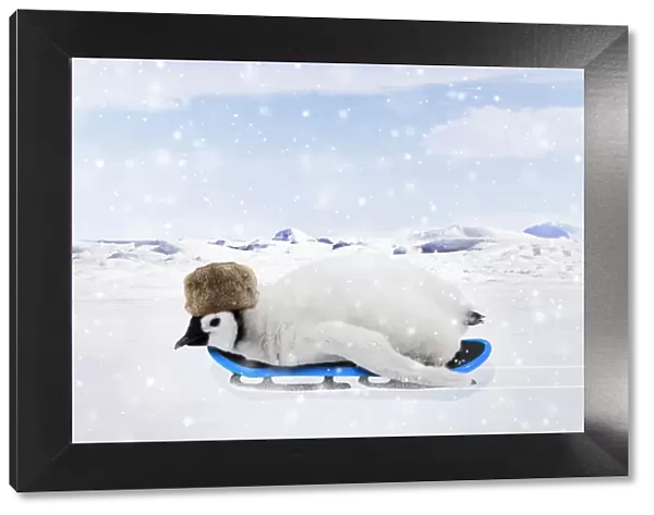 Emperor Penguin, chick wearing hat on a sledge in winter snow scene