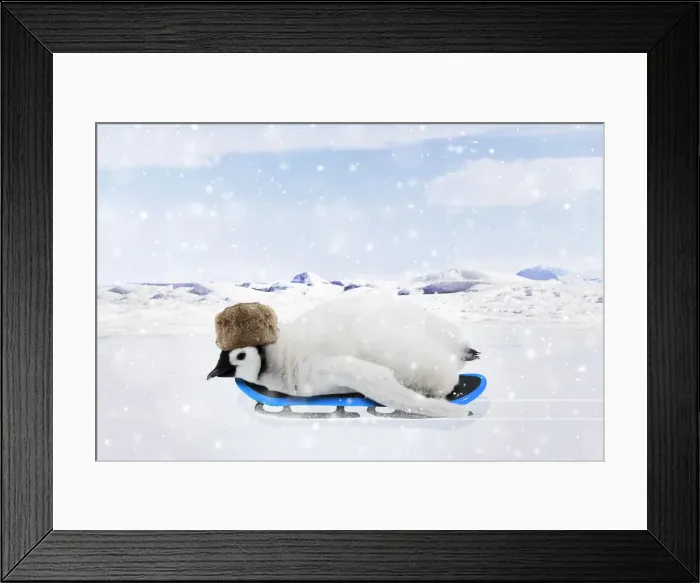 Framed Print : Emperor Penguin, chick wearing hat on a sledge in winter snow scene Framed Print : Emperor Penguin, chick wearing hat on a sledge in winter snow scene