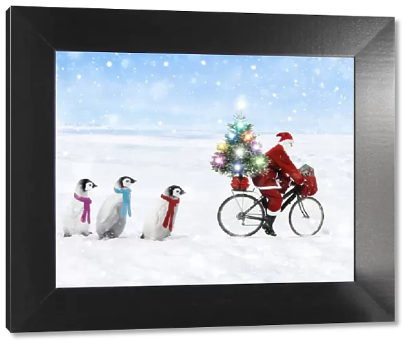 Father Christmas  /  Santa Claus cycling with a line of young Emperor Penguins wearing scarves