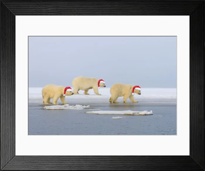 Framed Print : Polar Bear, mother with cubs wearing Christmas hats, Kaktovik, Arctic National Wildlife Refuge, Alaska, United States Framed Print : Polar Bear, mother with cubs wearing Christmas hats, Kaktovik, Arctic National Wildlife Refuge, Alaska, United States