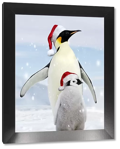 Emperor Penguin - adult with young wearing red Santa Christmas hats