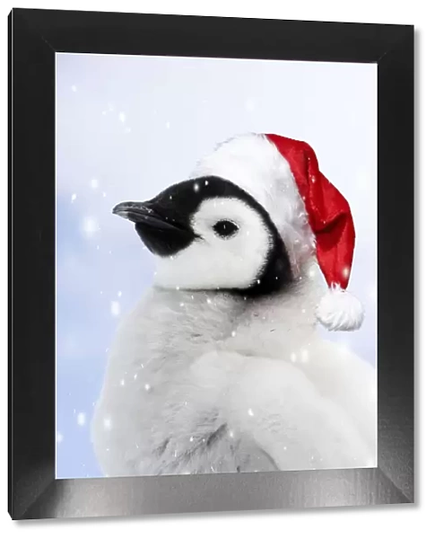 Emperor Penguin - chick wearing a red Santa Christmas hat