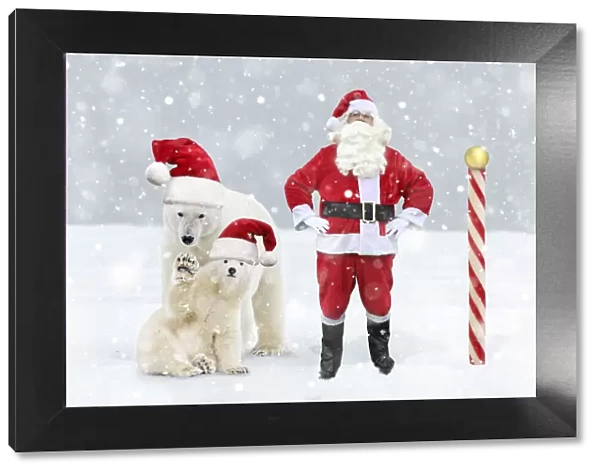 Father Christmas  /  Santa Claus at the North Pole with Polar Bears in Christmas hats