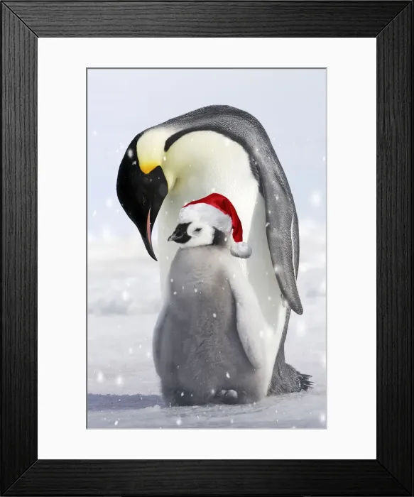 Framed Print : Emperor Penguin - adult and chick wearing red Christmas Santa hat Framed Print : Emperor Penguin - adult and chick wearing red Christmas Santa hat