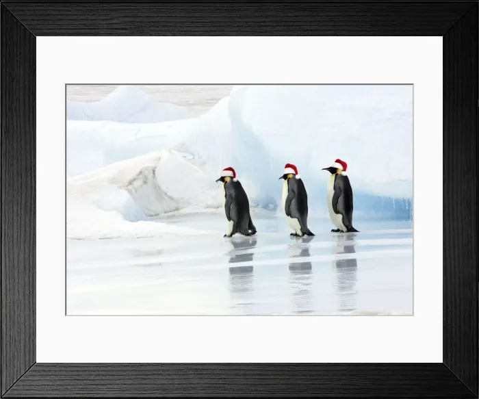 Framed Print : Emperor Penguin - three adults walking across ice wearing red Christmas Santa hats Framed Print : Emperor Penguin - three adults walking across ice wearing red Christmas Santa hats