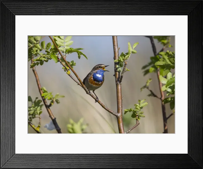 Framed Print : P2A0011. White-spotted Bluethroat - male, singing Framed Print : P2A0011. White-spotted Bluethroat - male, singing