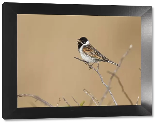 P2A0022. Common Reed Bunting - male singing in breeding territory