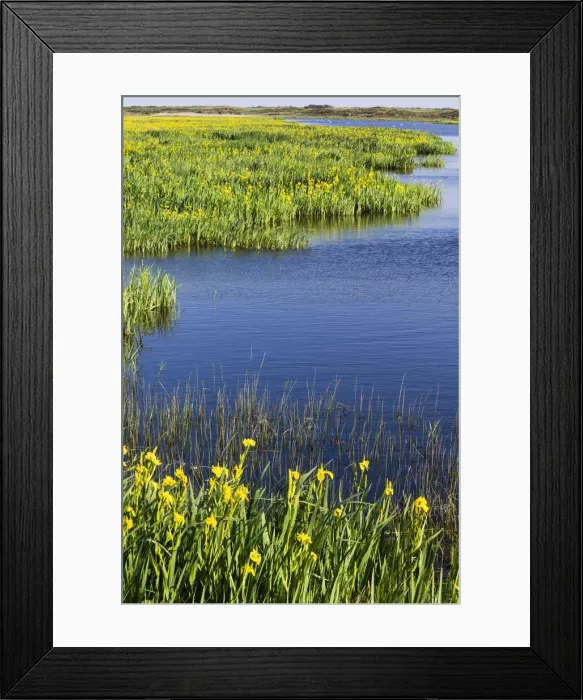 Framed Print : P2A0014. Yellow Iris - flowering on edge of lagoon, Island of Texel, the Netherlands Date Framed Print : P2A0014. Yellow Iris - flowering on edge of lagoon, Island of Texel, the Netherlands Date