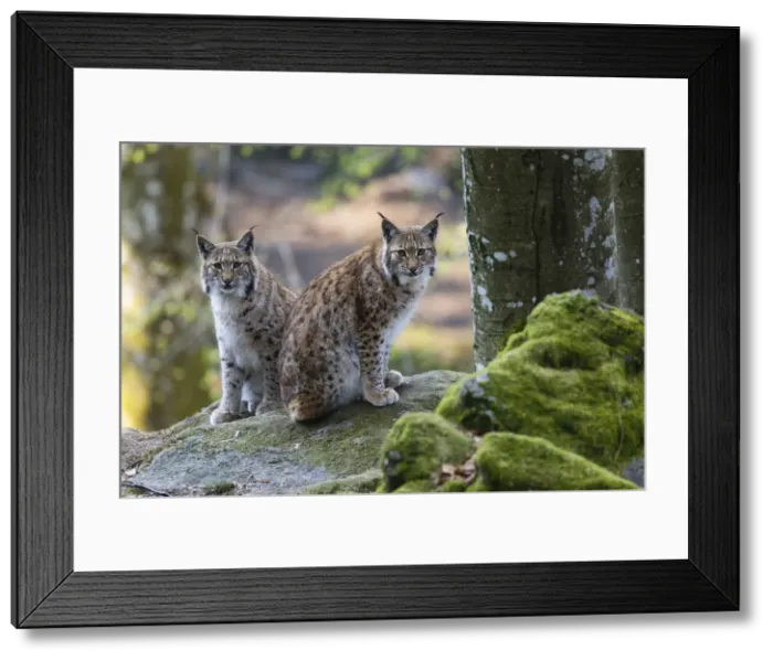 Framed Print : P2A0044. Eurasian Lynx - female with cub sitting on rock Framed Print : P2A0044. Eurasian Lynx - female with cub sitting on rock