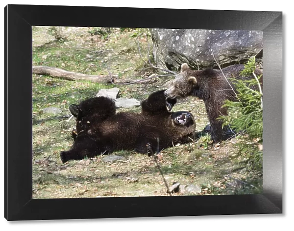 P2A0096. Eropean Brown Bear - two young bears playing, Bavarian Forest, Germany Date