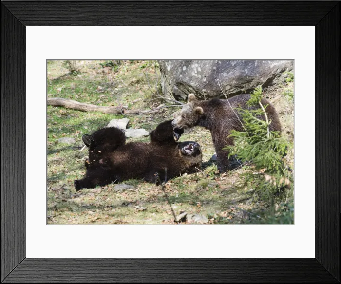 Framed Print : P2A0096. Eropean Brown Bear - two young bears playing, Bavarian Forest, Germany Date Framed Print : P2A0096. Eropean Brown Bear - two young bears playing, Bavarian Forest, Germany Date