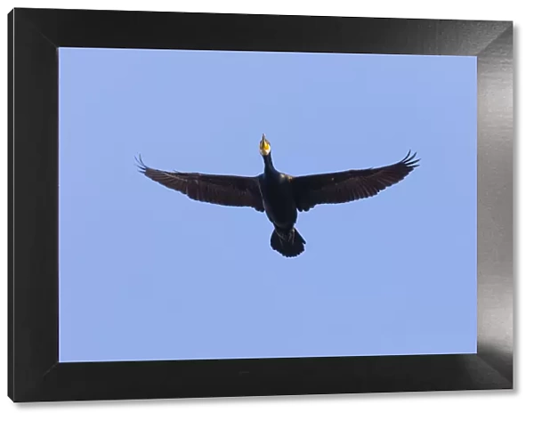 P2A0135. Cormorant - in flight, Island of Texel, Holland Date: 11-Feb-19