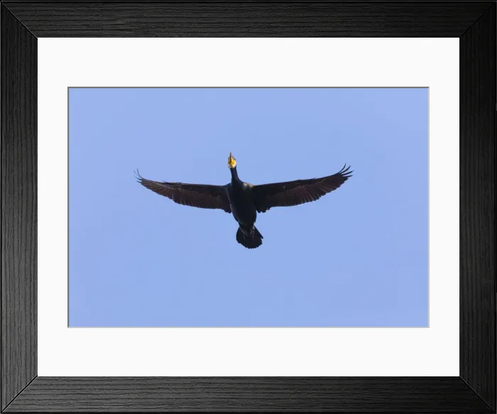 Framed Print : P2A0135. Cormorant - in flight, Island of Texel, Holland Date: 11-Feb-19 Framed Print : P2A0135. Cormorant - in flight, Island of Texel, Holland Date: 11-Feb-19