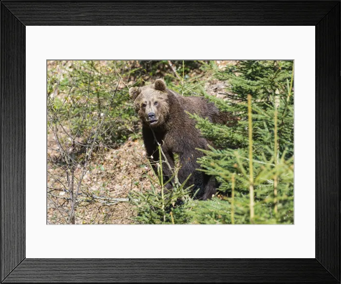 Framed Print : P2A0144. Eropean Brown Bear - peering from between vegetation Framed Print : P2A0144. Eropean Brown Bear - peering from between vegetation