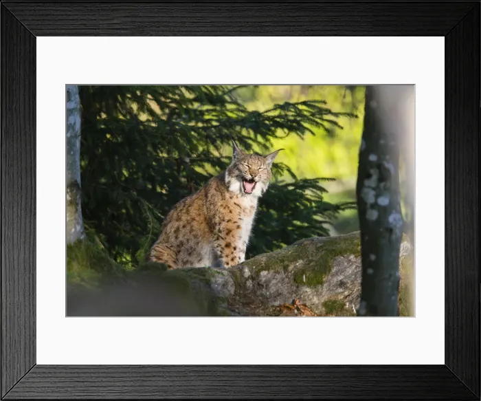Framed Print : P2A0232. Eurasian Lynx - sitting and yawning, Bavarian Forest, Germany Date: 11-Feb-19 Framed Print : P2A0232. Eurasian Lynx - sitting and yawning, Bavarian Forest, Germany Date: 11-Feb-19