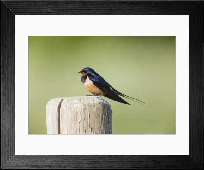 Framed Print : P2A0265. Barn Swallow - perched on post, being bitten by a mosquito Framed Print : P2A0265. Barn Swallow - perched on post, being bitten by a mosquito