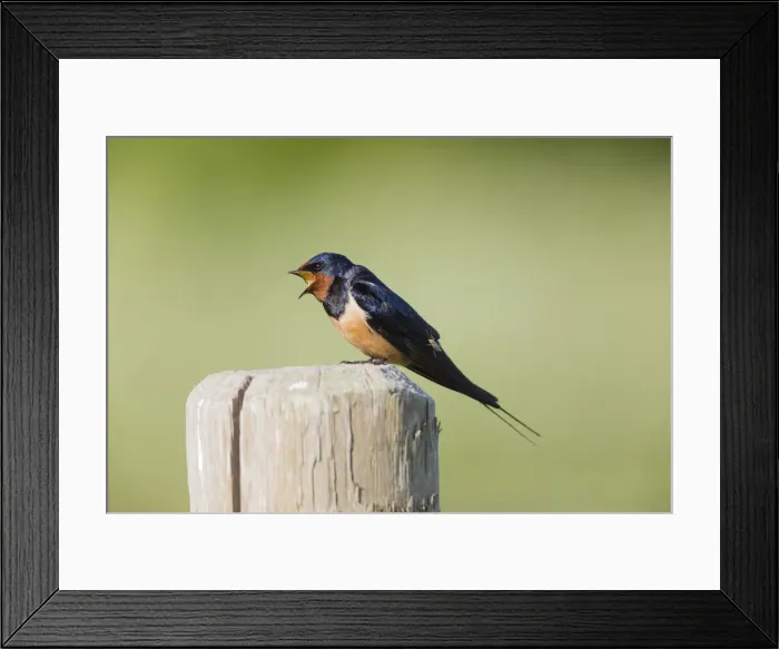 Framed Print : P2A0269. Barn Swallow - perched on post singing Framed Print : P2A0269. Barn Swallow - perched on post singing
