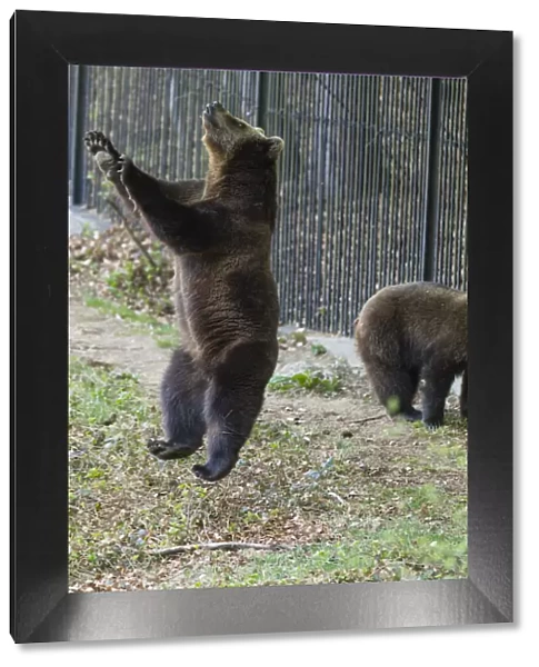 P2A0377. Eropean Brown Bear - two year old cub