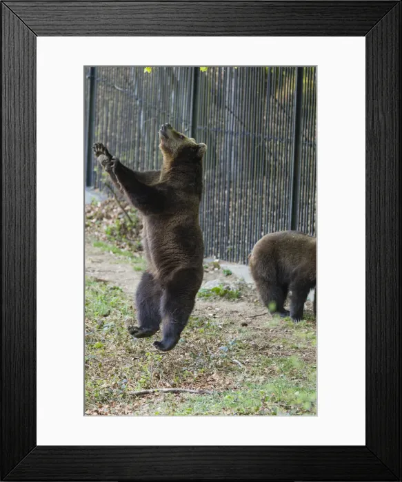 Framed Print : P2A0377. Eropean Brown Bear - two year old cub Framed Print : P2A0377. Eropean Brown Bear - two year old cub