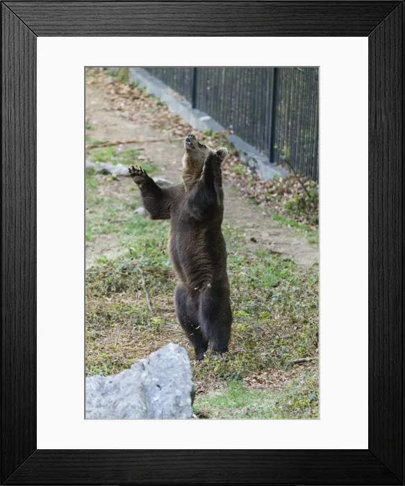 Framed Print : P2A0378. Eropean Brown Bear - two year old cub Framed Print : P2A0378. Eropean Brown Bear - two year old cub