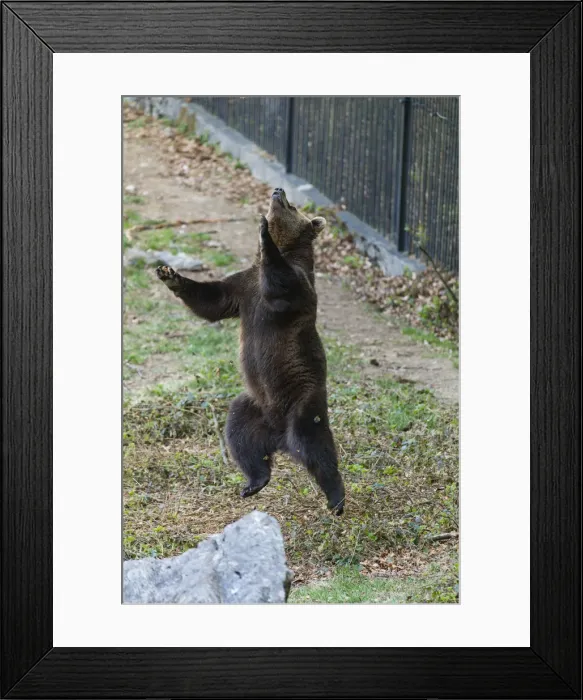 Framed Print : P2A0379. Eropean Brown Bear - two year old cub Framed Print : P2A0379. Eropean Brown Bear - two year old cub