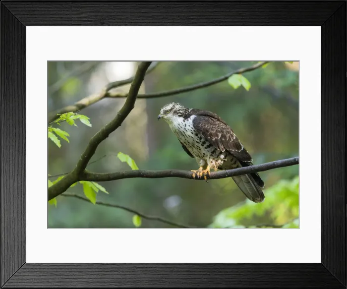 Framed Print : P2A0598. Western Honey Buzzard - juvenile bird perched on a branch Framed Print : P2A0598. Western Honey Buzzard - juvenile bird perched on a branch